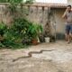 Morador mata cobra que apareceu no quintal com uma enxada, posta o vídeo nas redes e descobre que matar animal silvestre pode ser crime ambiental