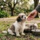 Shih-tzu é abandonado em parque com todos os seus pertences e tem reação emocionante ao perceber que finalmente está seguro