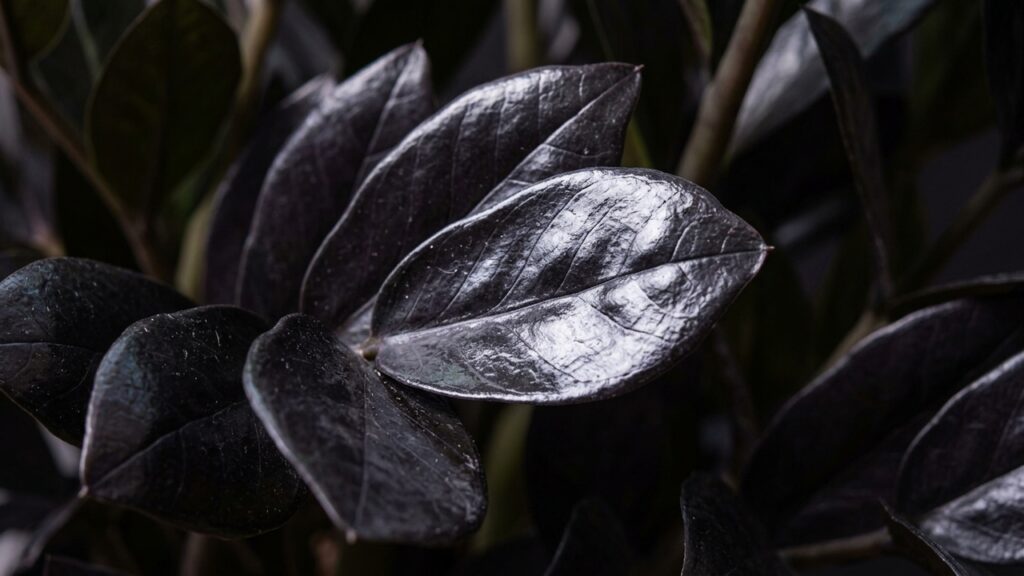 Essa folhagem ornamental rara tem folhas pretas brilhantes que parecem banhadas em petróleo: de cultivo fácil, ela embeleza salas fechadas