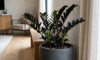 Essa folhagem ornamental rara tem folhas pretas brilhantes que parecem banhadas em petróleo: de cultivo fácil, ela embeleza salas fechadas