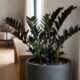 Essa folhagem ornamental rara tem folhas pretas brilhantes que parecem banhadas em petróleo: de cultivo fácil, ela embeleza salas fechadas