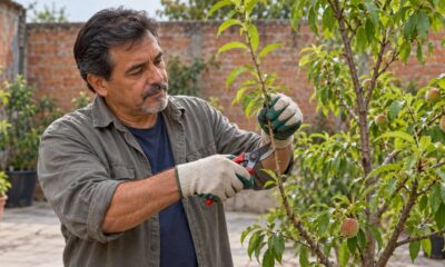 Antes de podar, é preciso identificar quais ramos da frutífera vão produzir