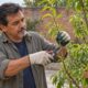 Antes de podar, é preciso identificar quais ramos da frutífera vão produzir