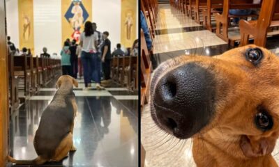Cão sentado no corredor de uma igreja olhando para o altar; close-up do focinho de um cão
