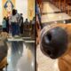 Cão sentado no corredor de uma igreja olhando para o altar; close-up do focinho de um cão