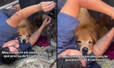 Homem e golden retriever no braço. Texto: 'Meu cachorro em uma função que precisa de 0 cachorros'