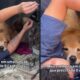 Homem e golden retriever no braço. Texto: 'Meu cachorro em uma função que precisa de 0 cachorros'