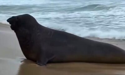 Elefante-marinho surpreende banhistas na Praia de São Conrado no Rio; veja