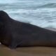Elefante-marinho de cor escura deitado na areia da praia, com ondas do mar ao fundo