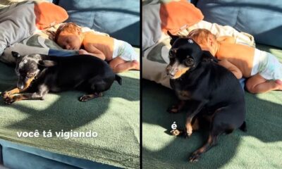 Pinscher preto com presilha e bebê dormindo no sofá, com texto "você tá vigiando"
