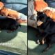 Pinscher preto com presilha e bebê dormindo no sofá, com texto "você tá vigiando"