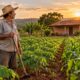 Quem planta e mora na terra por cinco anos seguidos pode pedir a usucapião rural de até 50 hectares