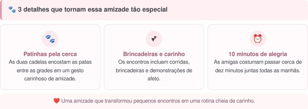 Husky cria o hábito de estender a pata pela cerca para cumprimentar seu vizinho todas as manhãs, e o gesto carinhoso transforma uma rotina simples em uma amizade emocionante