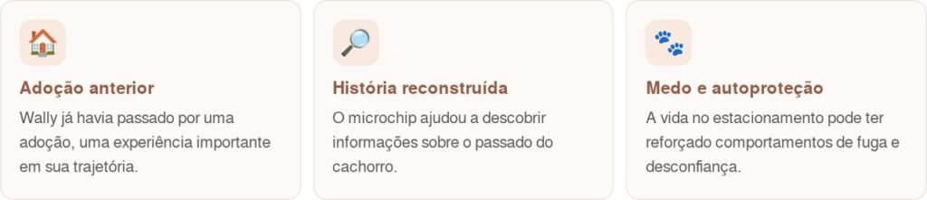 Cachorro que sofria com a perda de alguém tinha medo de todas as pessoas, até encontrar uma pessoa especial que conseguiu conquistar sua confiança