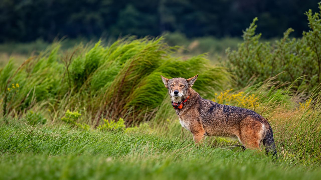 Fotógrafo usa o zoom da câmera para observar movimento à distância e acaba registrando um lobo raríssimo, espécie da qual restam menos de 40 animais na natureza