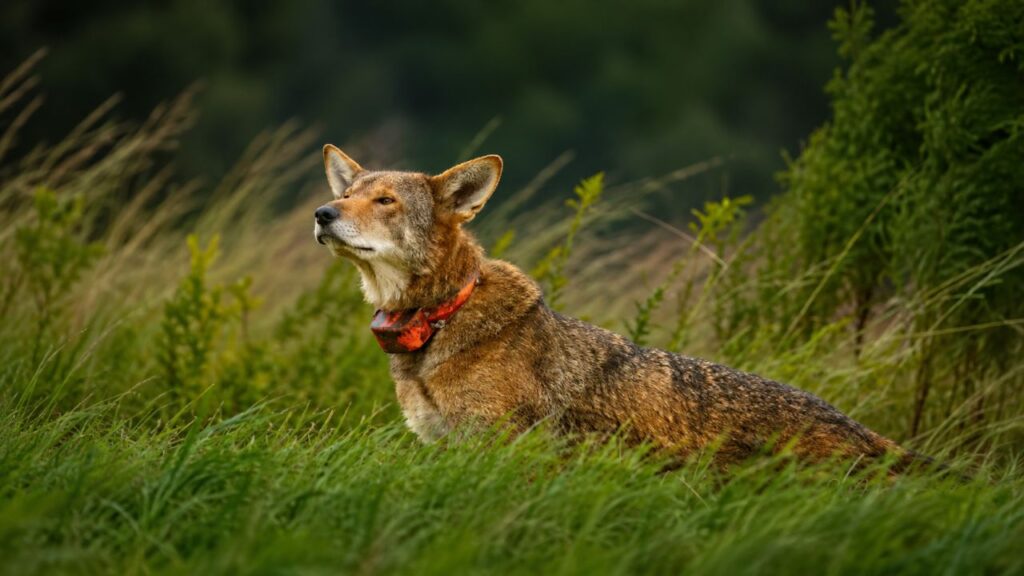 Fotógrafo usa o zoom da câmera para observar movimento à distância e acaba registrando um lobo raríssimo, espécie da qual restam menos de 40 animais na natureza