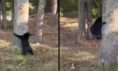 Urso preto de pé nas patas traseiras, agarrado a uma árvore em dois momentos