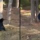 Urso preto de pé nas patas traseiras, agarrado a uma árvore em dois momentos