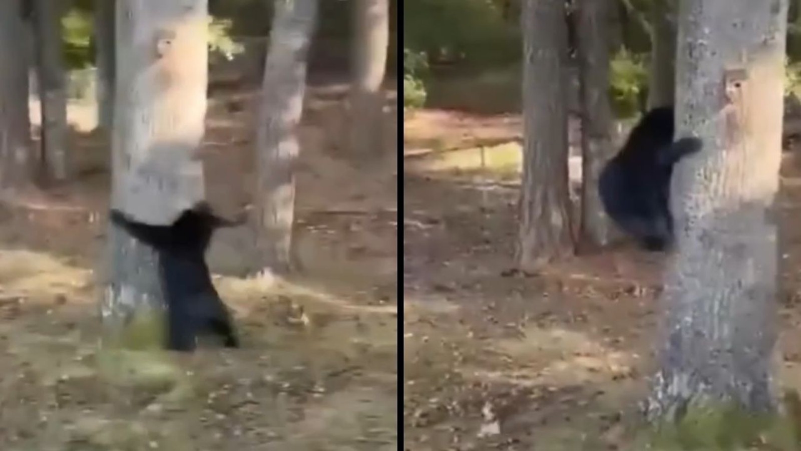 Urso preto de pé nas patas traseiras, agarrado a uma árvore em dois momentos