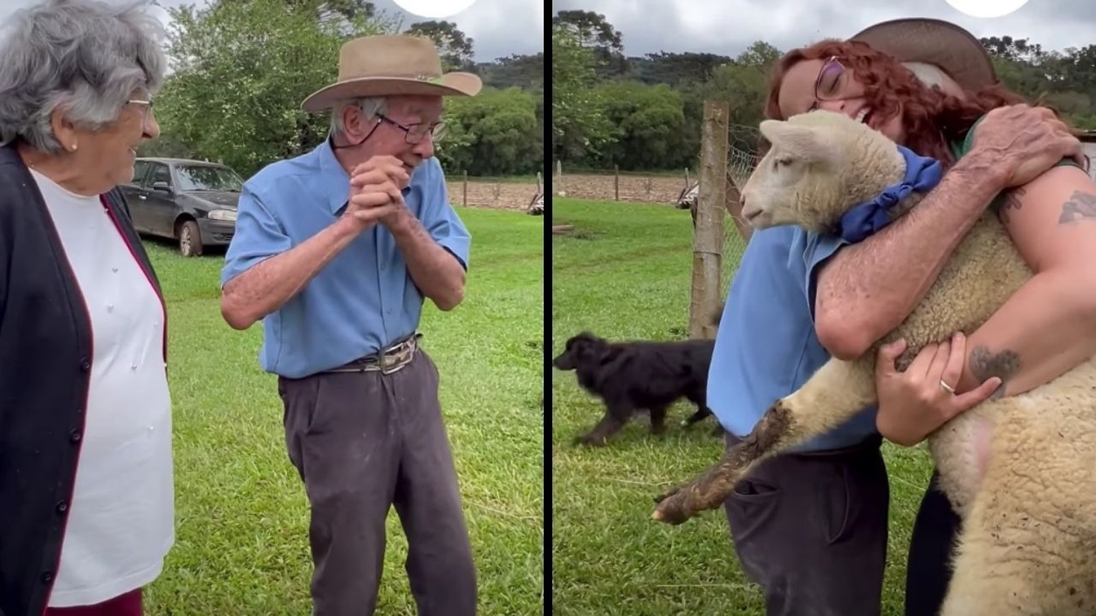 Idoso emocionado, mulher, pessoa abraçando carneiro com fita azul, cachorro, campo verde