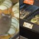 Um mouse cinza em cima de um donut branco em uma vitrine de confeitaria