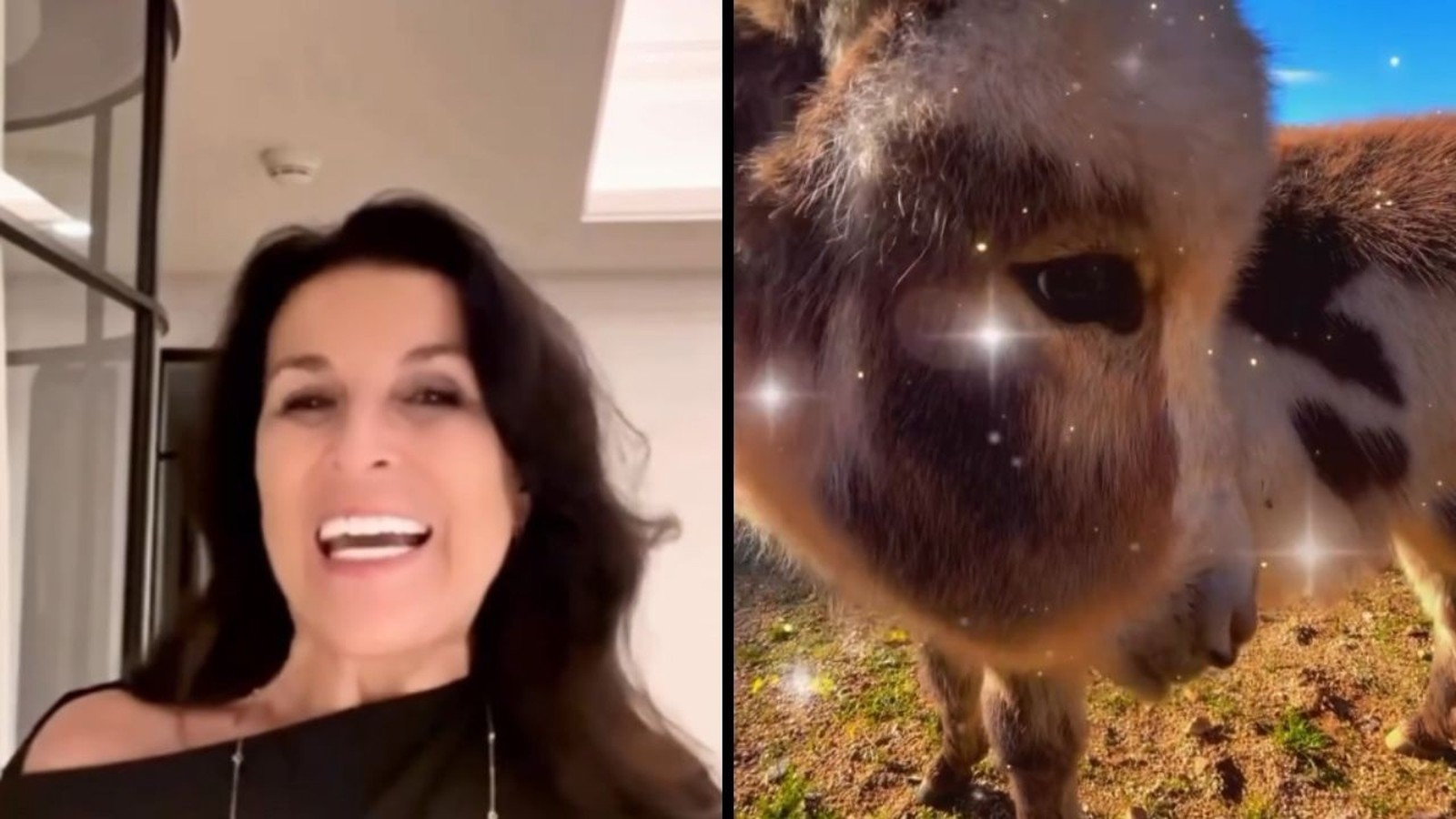 Tela dividida com mulher sorridente à esquerda e um burro em miniatura com brilhos à direita