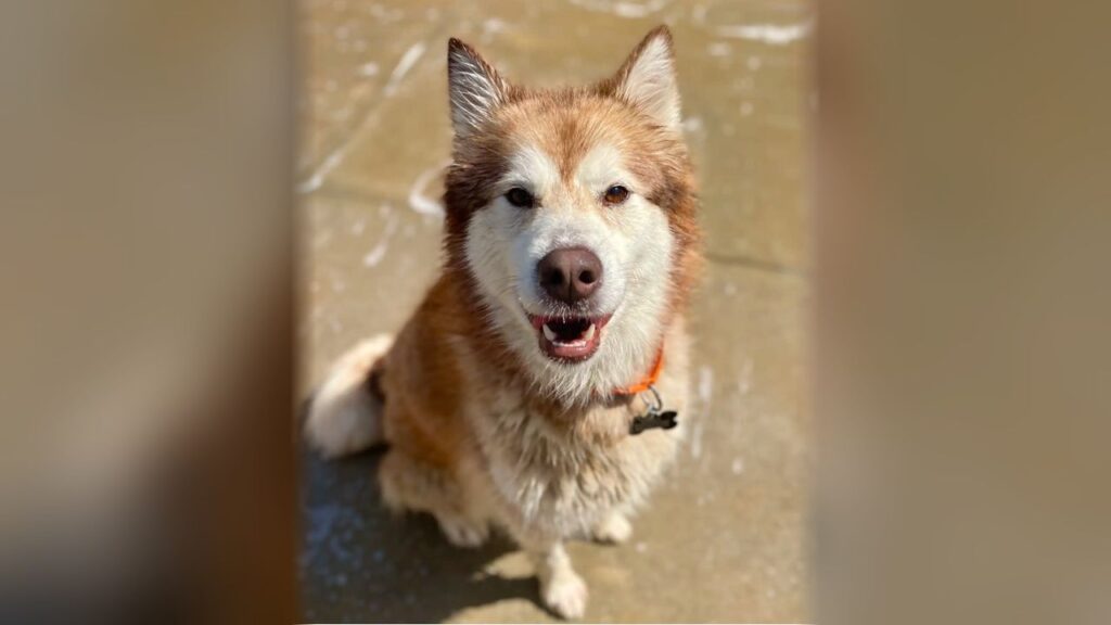 Huskies de abrigo são sedados para eutanásia, mas acordam para uma segunda chance e protagonizam uma história emocionante de sobrevivência