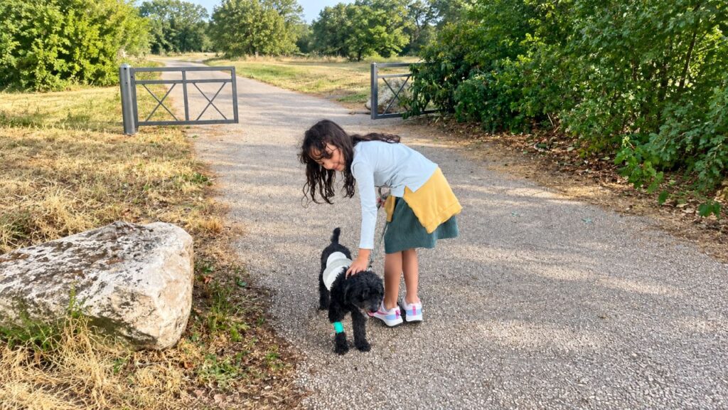 Cachorro surpreende veterinários após raio-X revelar o que ele comia escondido e luta pela própria vida
