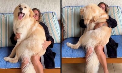 Mulher abraçando cão golden retriever grande e loiro no colo em duas poses afetuosas