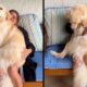 Mulher abraçando cão golden retriever grande e loiro no colo em duas poses afetuosas