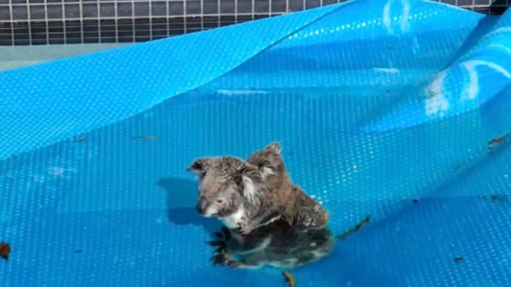 Mãe e filhote se abraçam desesperadamente enquanto afundam na cobertura de uma piscina, em uma cena de partir o coração