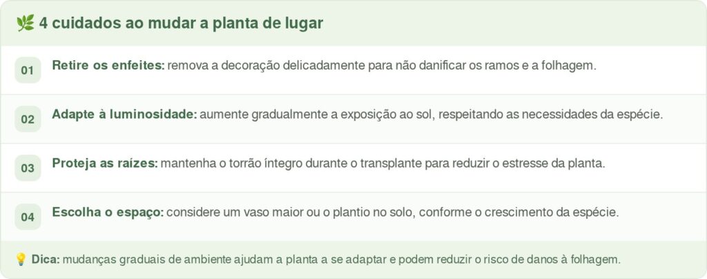 Adeus, árvore de pinheiro: a planta de vaso que chegou às floriculturas e vira árvore de Natal sem morrer depois das festas