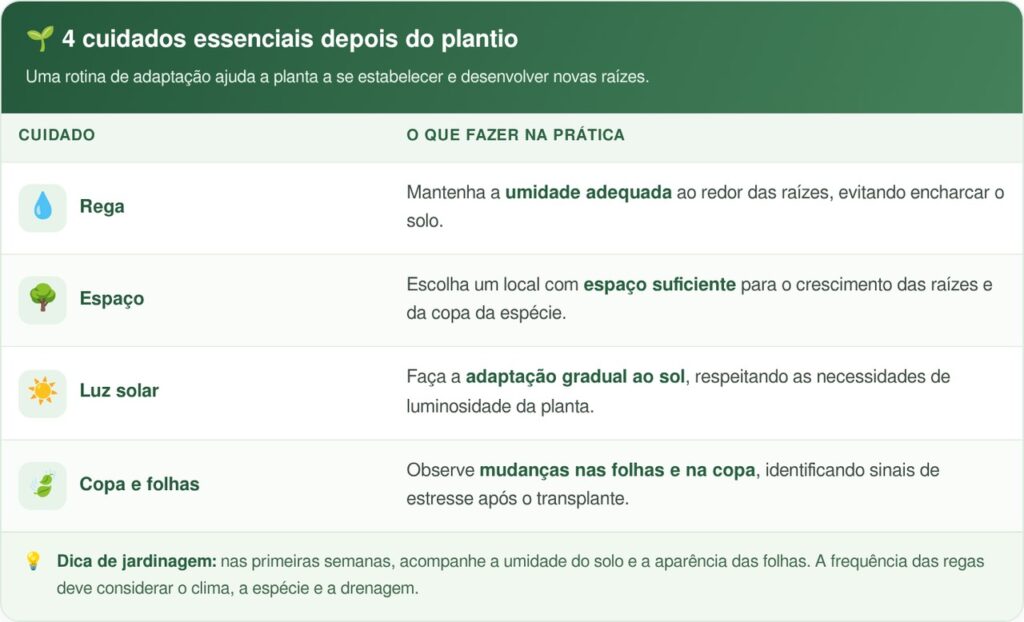 O que acontece com o pinheiro natural depois do Natal surpreende muita gente: jardineiros revelam se a árvore pode ganhar uma segunda vida no jardim