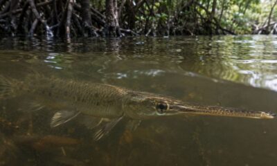 Pejelagarto nadando submerso em água turva, com raízes de mangue e reflexos na superfície da água