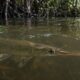 Pejelagarto nadando submerso em água turva, com raízes de mangue e reflexos na superfície da água