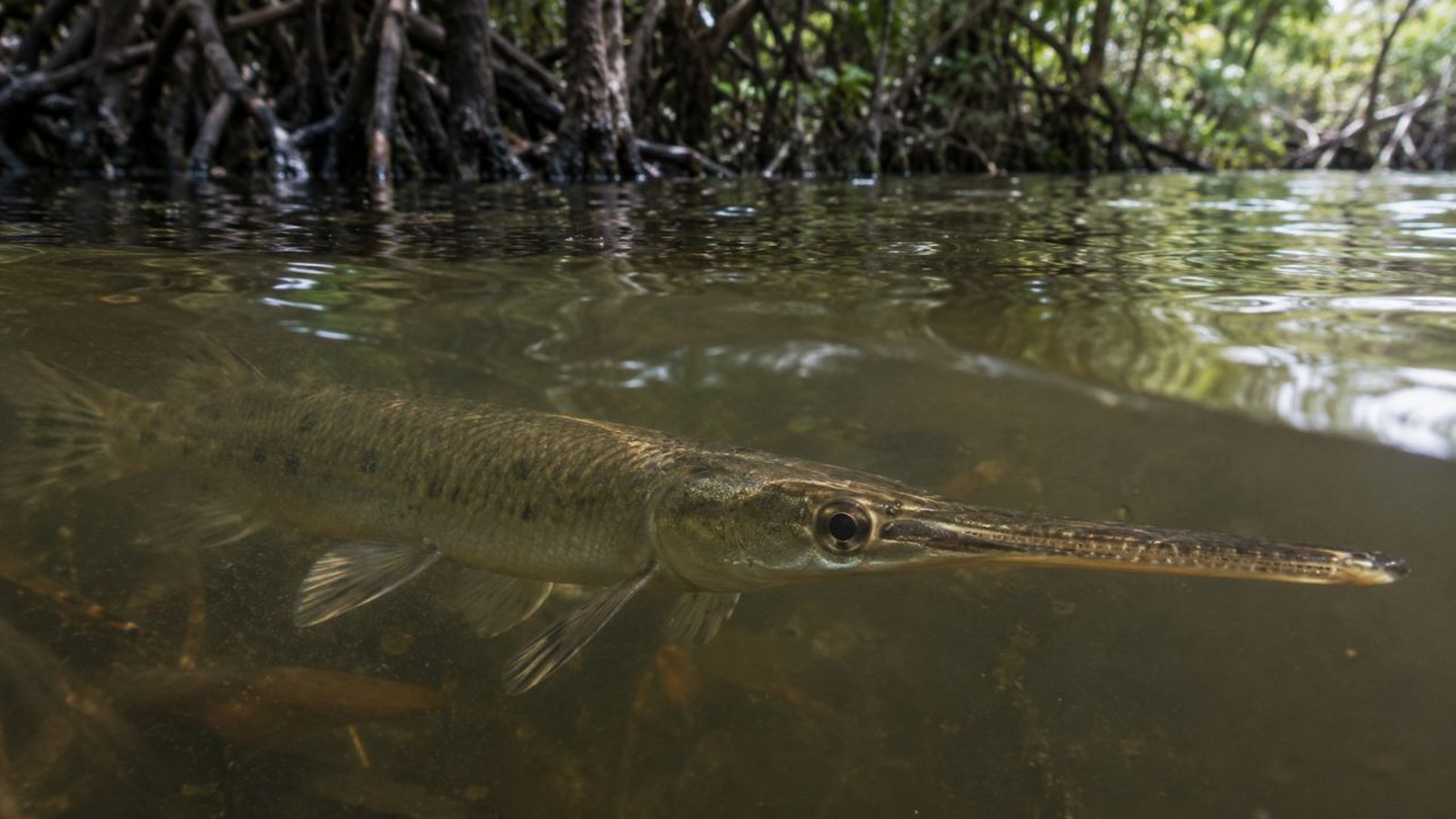 Pejelagarto nadando submerso em água turva, com raízes de mangue e reflexos na superfície da água