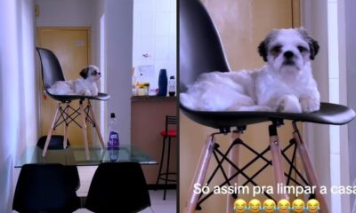 Shih Tzu branco em cadeira preta sobre mesa, texto: 'Só assim pra limpar a casa'