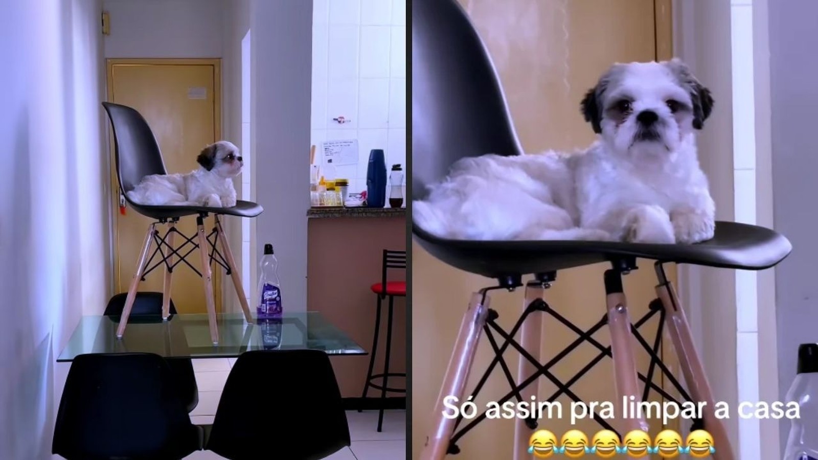 Shih Tzu branco em cadeira preta sobre mesa, texto: 'Só assim pra limpar a casa'