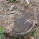 Vista superior de tronco de árvore cortada com 'X' branco e vegetação seca