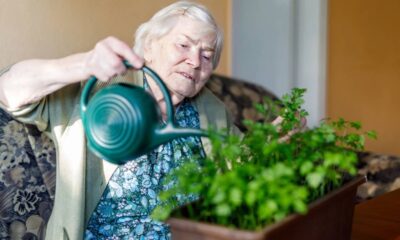 Mulher idosa de cabelos brancos rega planta verde em vaso marrom com regador verde