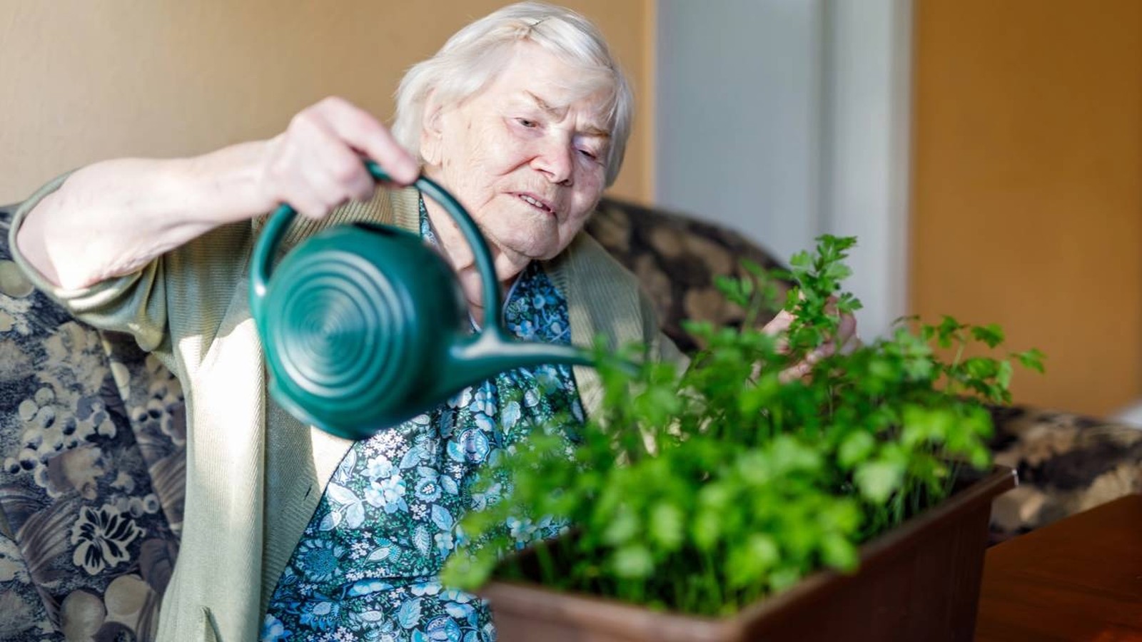 Mulher idosa de cabelos brancos rega planta verde em vaso marrom com regador verde