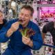 Em agosto de 2015, astronautas da Estação Espacial Internacional comeram pela primeira vez uma alface cultivada e colhida em órbita