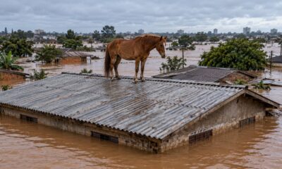 Caramelo passou cerca de cinco dias ilhado em um telhado em Canoas e foi resgatado em 9 de maio de 2024