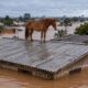 Caramelo passou cerca de cinco dias ilhado em um telhado em Canoas e foi resgatado em 9 de maio de 2024
