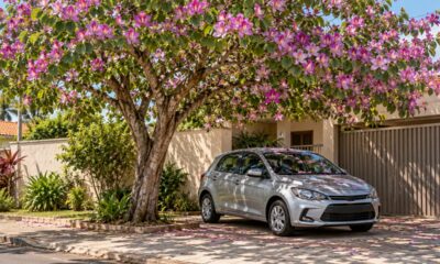 A pata-de-vaca une copa de sombra e flores rosadas e é indicada para o paisagismo urbano, mas perde folhas em parte do ano