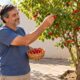 A pitangueira é nativa, dá frutos entre outubro e janeiro e combina com quintais pequenos