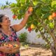 O cajueiro-anão tem porte baixo, permite colher o caju com a mão e aguenta a seca do Nordeste