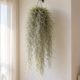 A Tillandsia, grupo da barba-de-velho, vive pendurada sem terra e sem vaso, o que combina com apartamentos pequenos