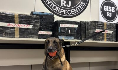 Cão farejador segura bola, coleira. Pacotes de drogas com códigos e logos "RJ Entorpecentes" e "GISE RJ" ao fundo