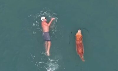 Homem de touca branca e cachorro nadam juntos em água azul-esverdeada vista de cima